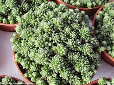 Суккулентные растения, Петр Лапшин, каталог для заказа - succulents by ...