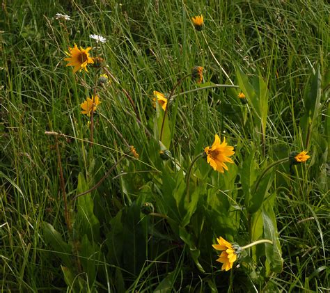 Arrowleaf Balsamroot Balsamorhiza Sagittata Now Bloo Flickr