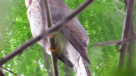 Common Hawk Cuckoo Aka Brain Fever Bird Calling Youtube