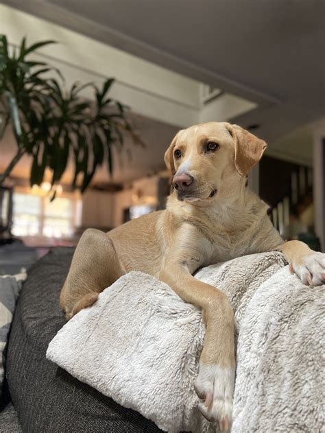 Owner told rescue is Labrador mix, DNA test reveals truth: 'We were duped' - Forbes LA