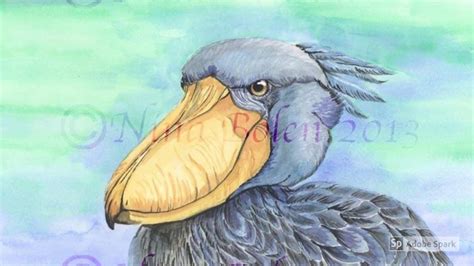 Shoebill Watercolor Art Collectibles Digital Drawing Illustration