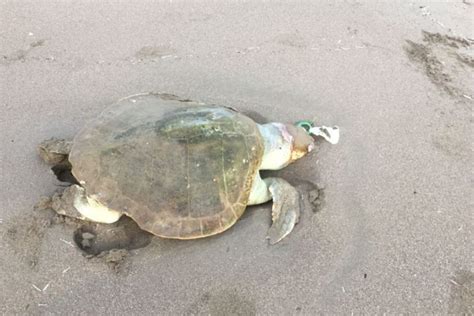 Encuentran Dos Tortugas Muertas En Playas De Coatzacoalcos Xeu