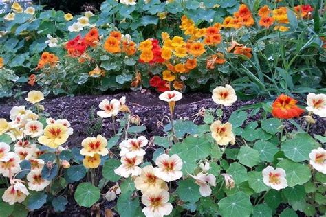 Настурция (60 фото): виды, уход и выращивание