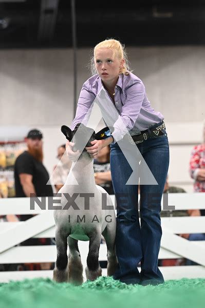 Breeding Showmanship Ring Shots Next Level Images