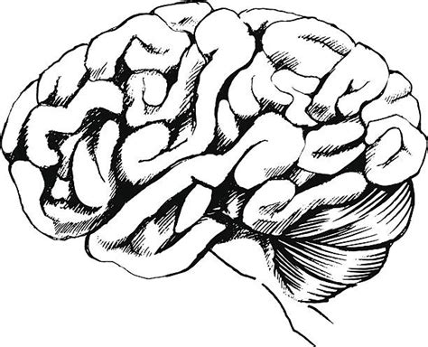 70 Brain Stem Background Stock Illustrations Royalty Free Vector