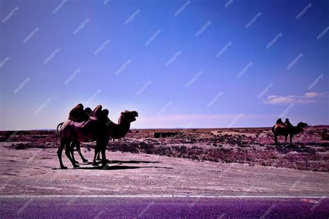 Premium Photo Two People Riding Horse On Land