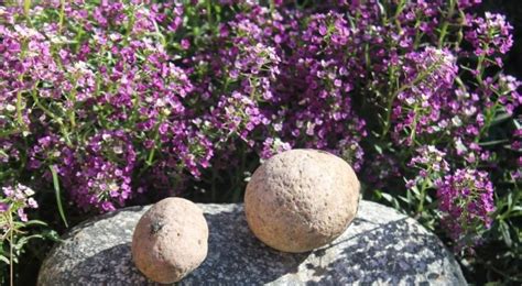 Посадка и уход за алиссумом многолетним в открытом грунте