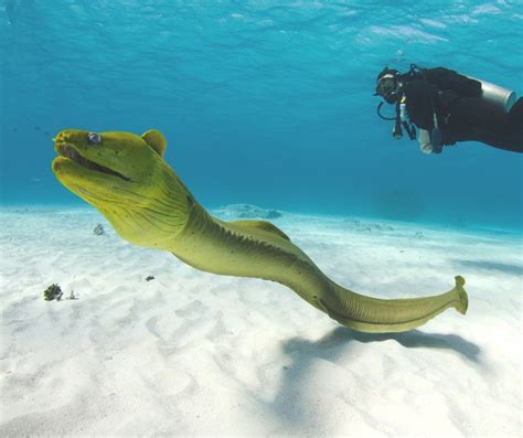 Green Moray Eel (Gymnothorax funebris) - ANGARI Foundation