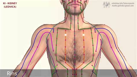 Principais Meridianos Do Corpo Humano Corpo Humano Meridianos