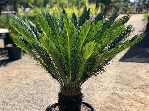 Cycas Revoluta Sago Palm Cycad Awa Nursery