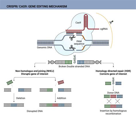 crispr therapy operate  gene therapy