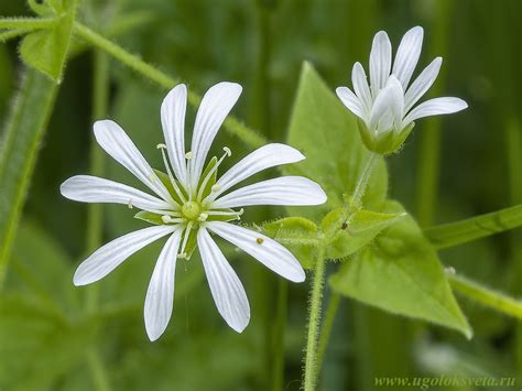Звездчатка дубравная