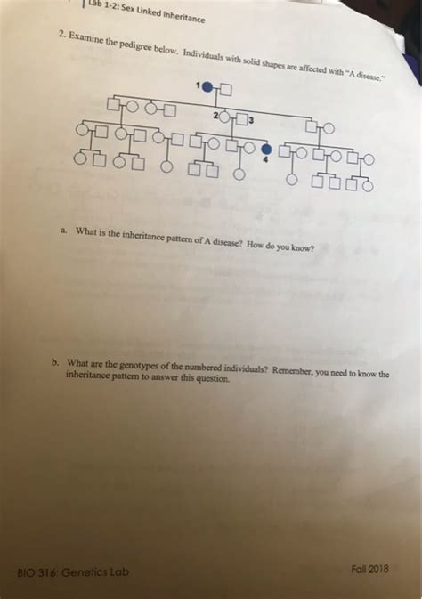 Solved Lab Sex Linked Inheritance Examine The Chegg