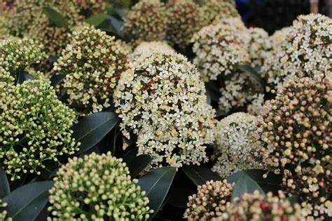 Skimmia japonica 'Fragrant Cloud' - Shrubs - Plants