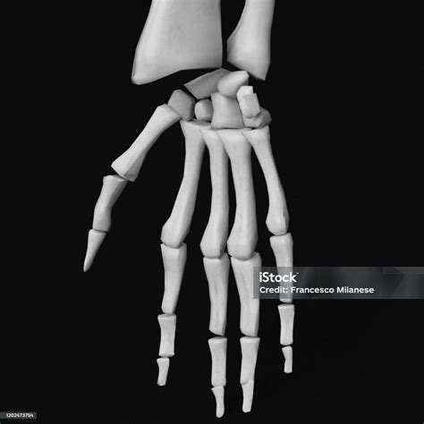 Human Hand And Arm Bones Stock Photo - Download Image Now - Anatomy ...