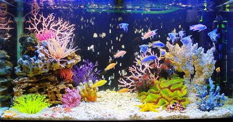 Папоротник для аквариума разновидности с фото и названиями и описанием