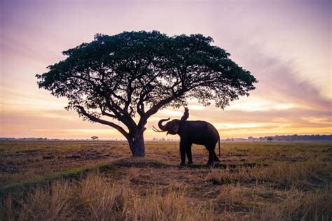 L histoire fascinante de l éléphant Ahmed en Côte d Ivoire Samarew