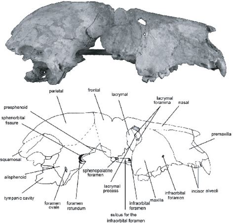 Cranial Anatomy of Oligo-Miocene Koalas (Diprotodontia: Phascolarctidae): Stages in the ...