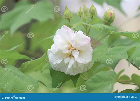 A Hibiscus Mutabilis Flower At The Garden Stock Photo Image Of