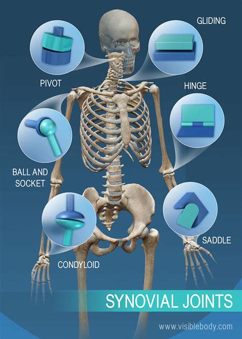 Joints and Ligaments | Learn Skeleton Anatomy