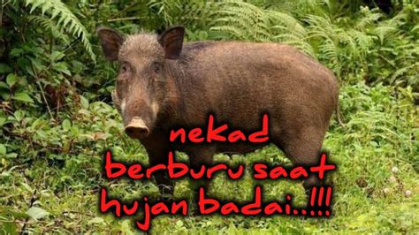 NEKAD BERBURU NYANGGONG BABI HUTAN DI ATAS POHON SAAT BADAI