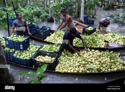 Bangladesh Floating Guava Market Hi Res Stock Photography And Images