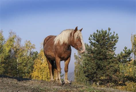 большая лошадь с белой гривой стоит на предпосылке желтых деревьев ...