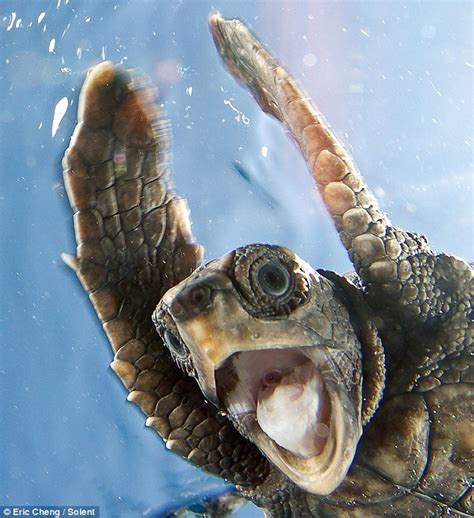 Smiling Baby Turtle