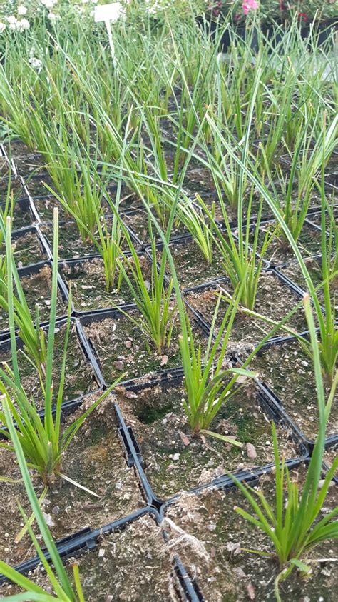 Trytoma Red Hot Popsicle Internetowy Sklep Ogrodniczy Podkarpackie Sady