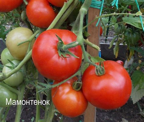 Томат Мамонтенок • Описание, ОТЗЫВЫ(17), фото, семена, купить | Томат32
