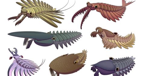 Paleontology Evolution