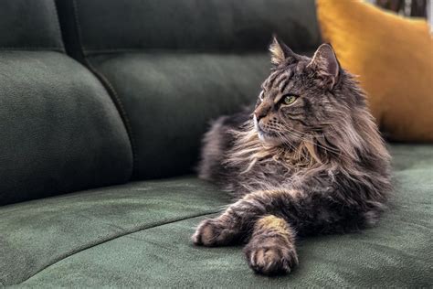 Maine coon vs Maine Coon Polydactyl - MaineCoon.org