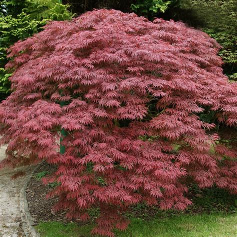 Maple Japanese Red Queen John Renfroe Landscape Architect