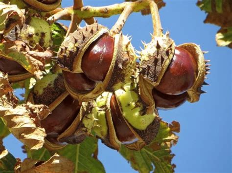 Конский каштан обыкновенный (Aesculus hippocastanum L.) - лекарственное ...