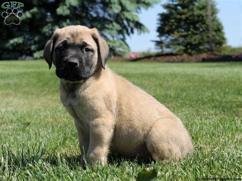 Wade English Mastiff Puppy For Sale In Quarryville Pa English