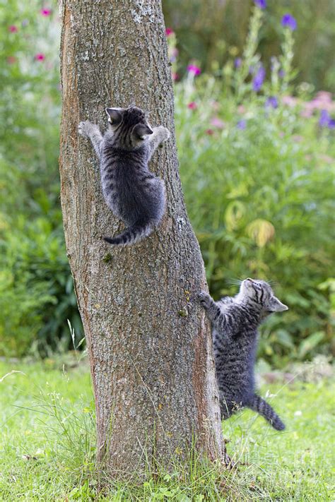 Kittens Climbing Tree 2 Photograph By Duncan Usher Fine Art America