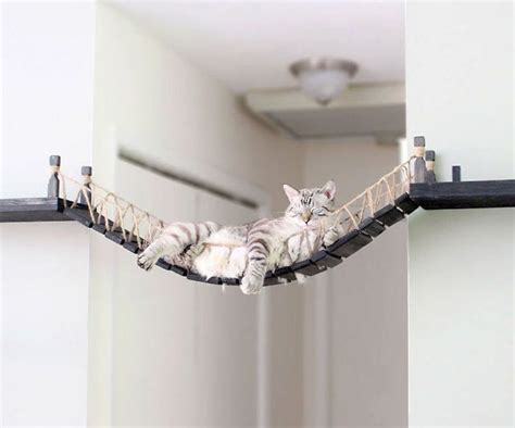 The Cat Bridge