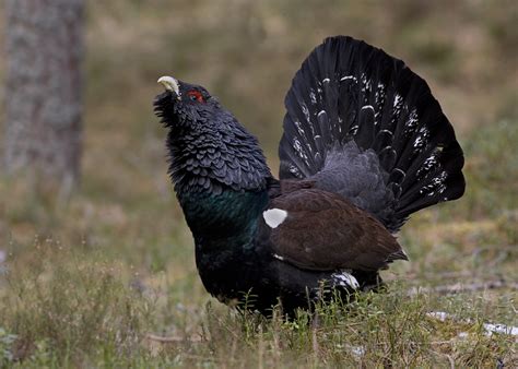 Just Wild Images by Will Bowell: Capercaillie