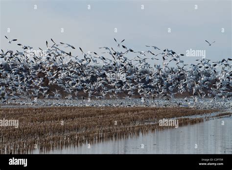 Thousands Of Snow Geese Hi Res Stock Photography And Images Alamy