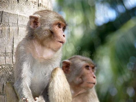 Het Mamma En Babe De Apen Aap Babe Eten Aapspelen Naast Moeder Stock Afbeelding Image Of