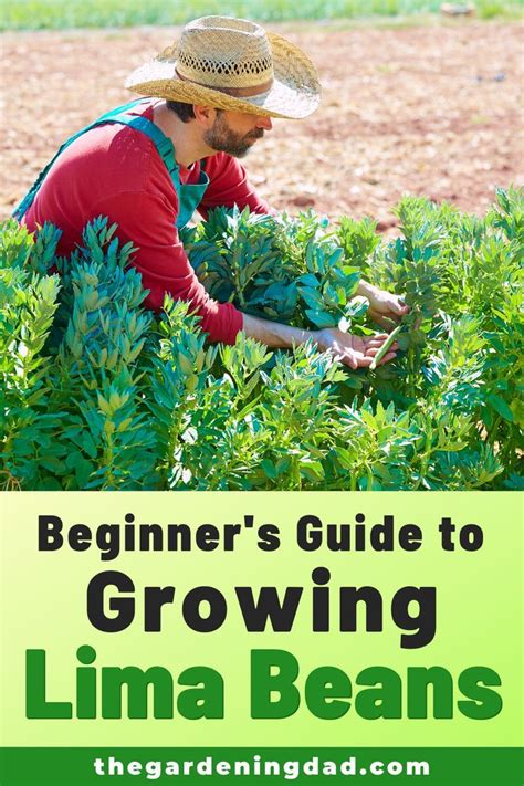 How To Grow Lima Beans Quick Steps Growing Lima Beans Lima Beans