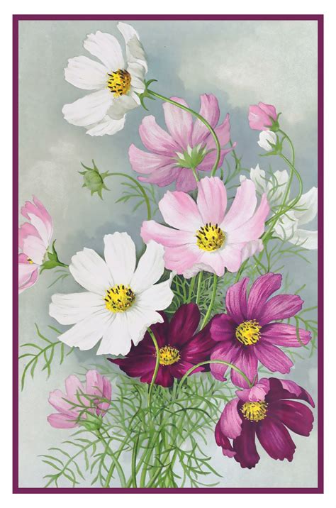 Cosmos Flowers Vintage Print Free Stock Photo - Public Domain Pictures