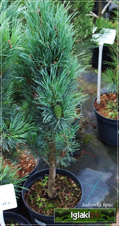 Pinus Sylvestris Fastigiata Sosna Pospolita Fastigiata Szczep FOTO