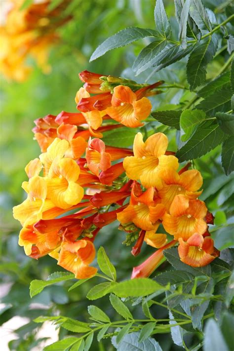 Текома прямостоячая. Израиль. | Plants, Garden