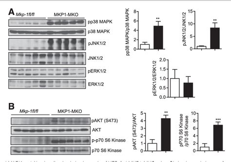 Figure 6 From Skeletal Musclespecific Deletion Of Mkp 1 Reveals A P38