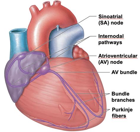 Conducting System Of The Heart Diagram Quizlet