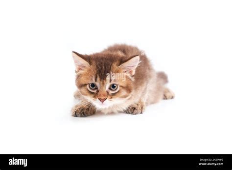 Cute Baby Brown Kittens