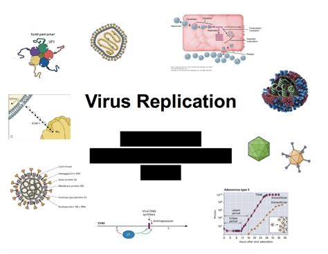 27 And 28 Virus Replication Part 1 And 2 Diagram Quizlet