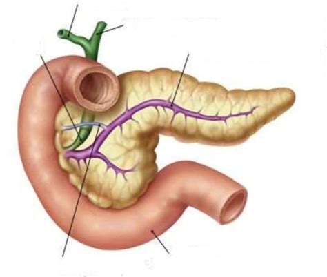 Pancreatic Ducts Diagram Quizlet