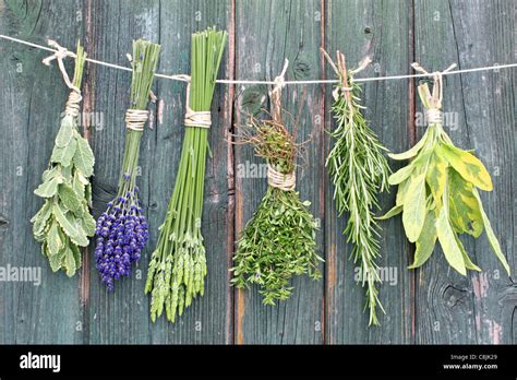 Herbs Hi Res Stock Photography And Images Alamy